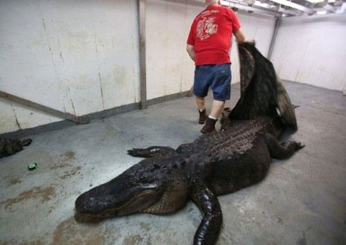 Timsahın midesinden dev geyik çıktı - Resim: 2