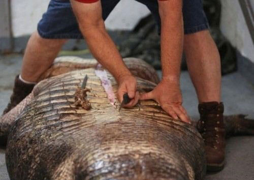 Timsahın midesinden dev geyik çıktı - Resim: 3