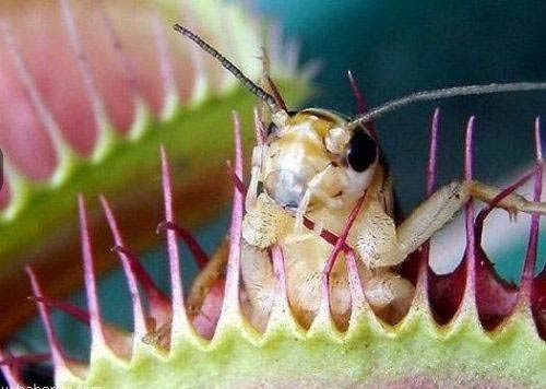 Bitki canlı canlı fare yedi! - Resim: 1