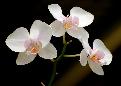 Bu çiçeği toplamak yasak! - Resim: 1