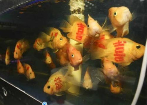 Balıklara dövme yaptılar - Resim: 2