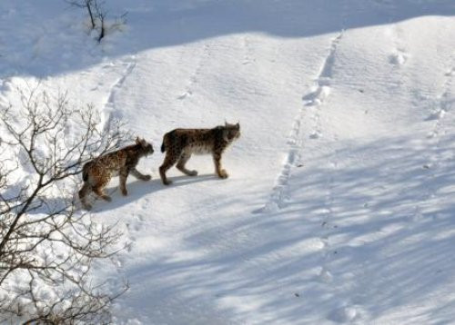 İlk defa bu kadar yakına indiler - Resim: 2