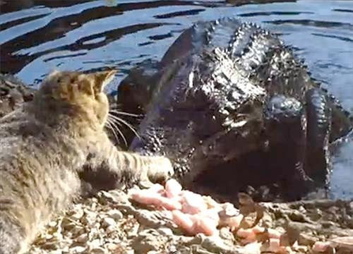 Kedi timsahı rezil etti - Resim: 1