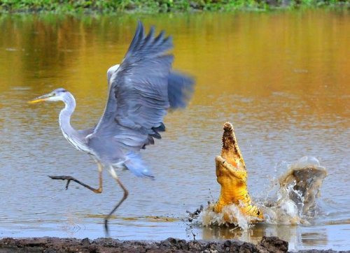 Canlarını hiçe sayan insanlar! - Resim: 4
