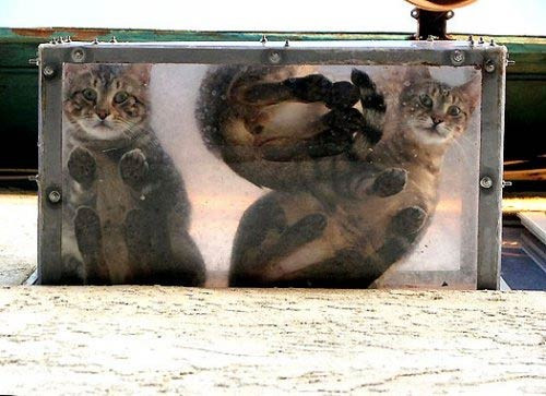 En çok güldüren fotoğraflar - Resim: 4