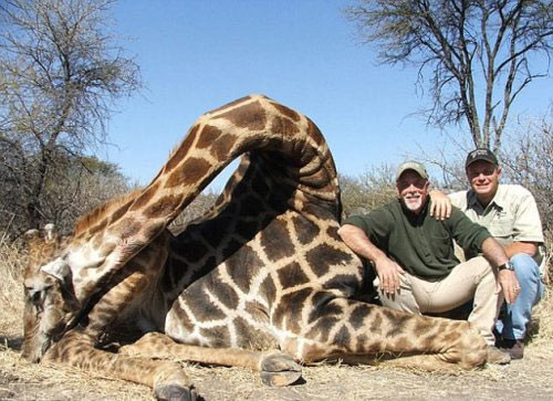 10.000 sterline zürafa avı! - Resim: 2