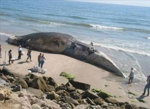 İşte dünya'nın ''en''leri - Resim: 2