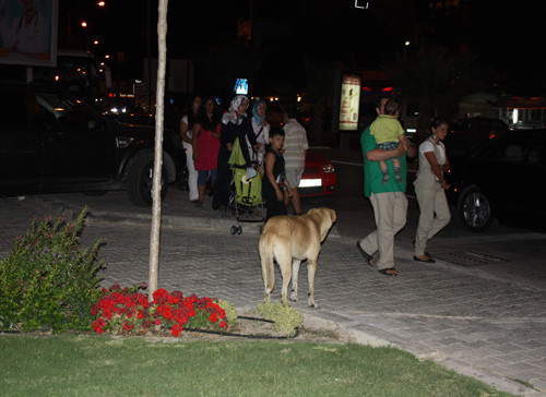 Başıboş köpekler tatilcileri bıktırdı - Resim: 4