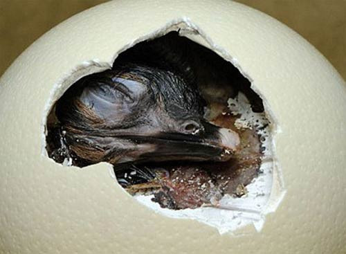 Doğadan muhteşem doğum anı - Resim: 1