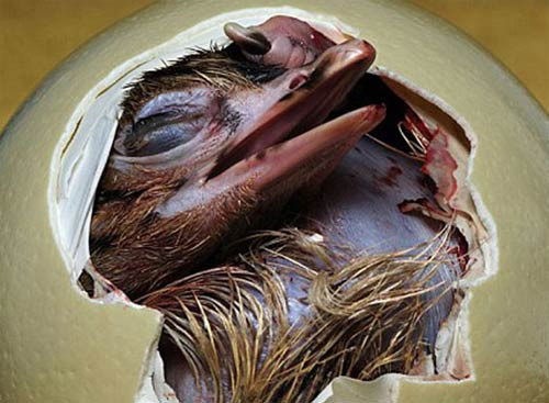 Doğadan muhteşem doğum anı - Resim: 2