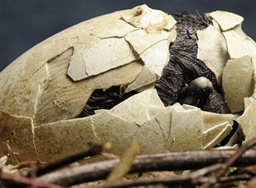 Doğadan muhteşem doğum anı - Resim: 3