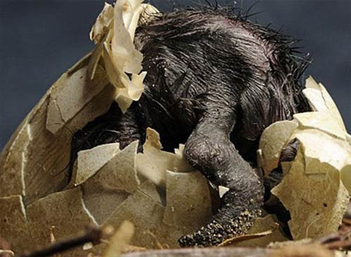 Doğadan muhteşem doğum anı - Resim: 4