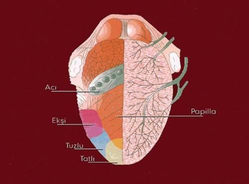Bunları biliyor muydunuz? - Resim: 3