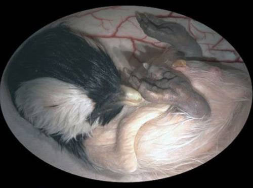 Hayvanların en masum halleri - Resim: 1