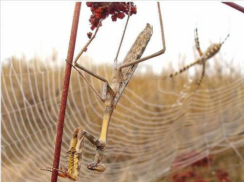 Avlanırken Av oldu! - Resim: 1
