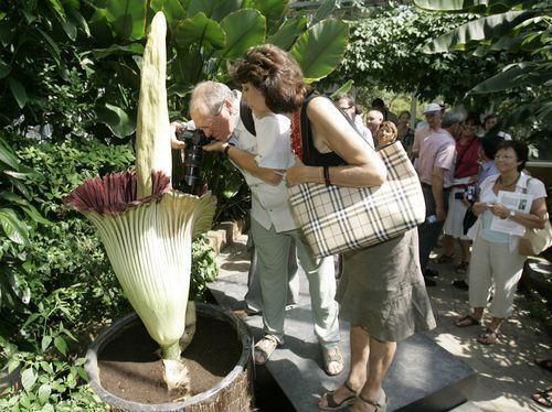 Dünyanın en büyük çiçeği - Resim: 2