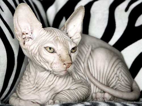 Hem kel, hem çirkin, hem 7 bin lira - Resim: 2