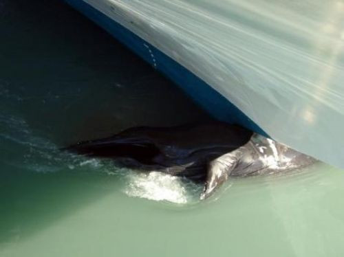  Dev balina gemiye takıldı  - Resim: 1