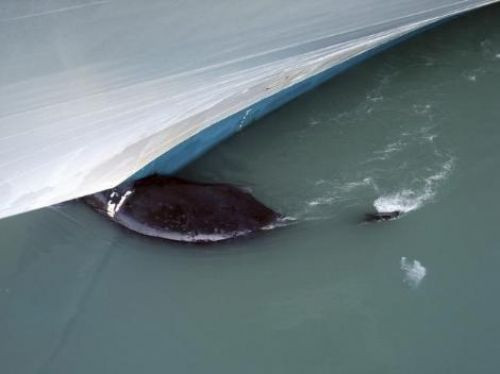  Dev balina gemiye takıldı  - Resim: 2