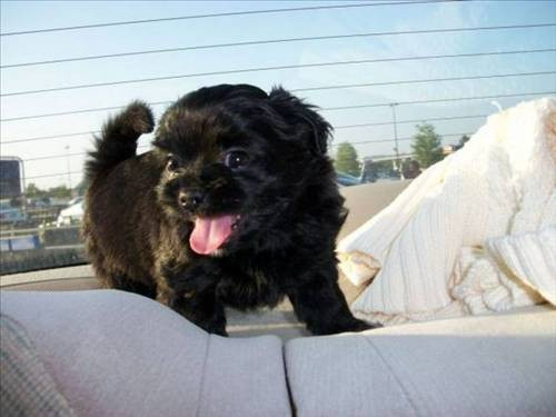 Bu hayvanlara çok güleceksiniz! - Resim: 3