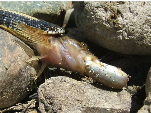 İnternet dünyasının ilginç fotoğrafları - Resim: 1
