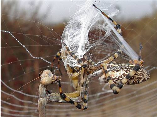 Avlanırken Av oldu! - Resim: 4