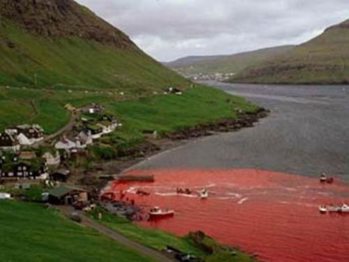 Bu katliama festival diyorlar - Resim: 1