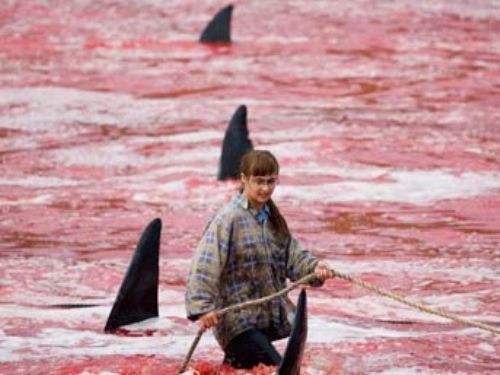 Bu katliama festival diyorlar - Resim: 2