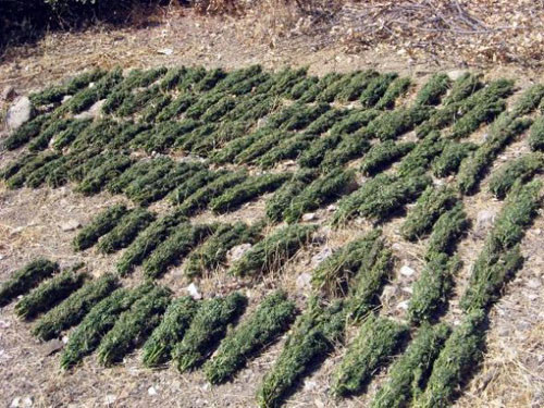 PKK'ya MİT destekli operasyon - Resim: 2