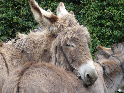 Bu yasalar saçmalık sınırlarını zorluyor - Resim: 3