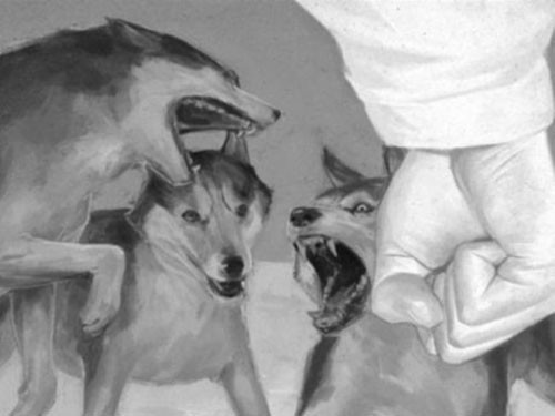 Film uğruna hayvanları katlettiler - Resim: 2