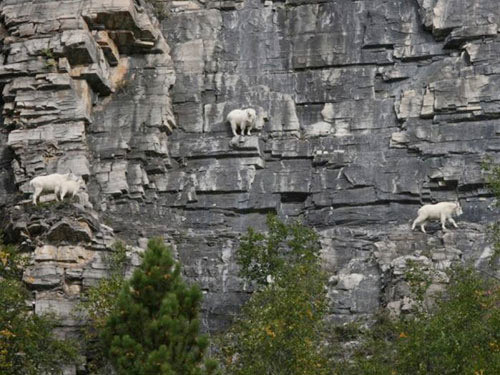 Keçiler yok artık dedirtti - Resim: 2