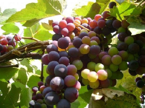 Ateş düşüren 7 besin - Resim: 3