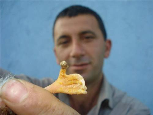 Bu civcivin kuyruğunda eli var! - Resim: 2