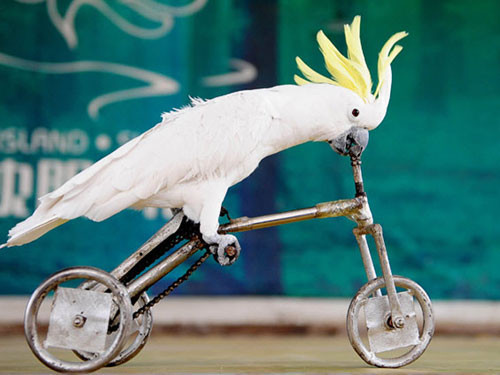 Tüylü sporcular altın için yarıştı - Resim: 2