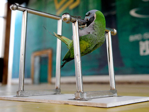 Tüylü sporcular altın için yarıştı - Resim: 3