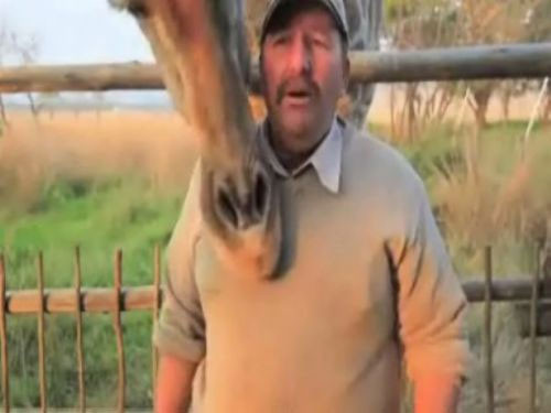 Vahşi Kedi'ler bu adama birşey yapamıyor! - Resim: 2