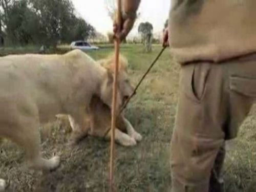 Vahşi Kedi'ler bu adama birşey yapamıyor! - Resim: 4