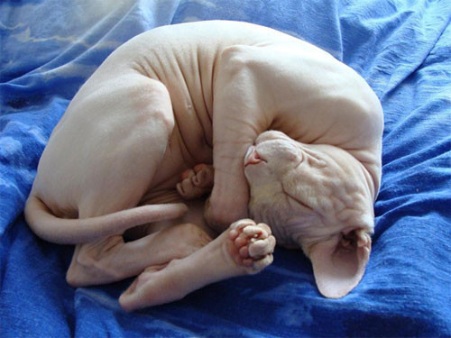 Hem kel, hem çirkin, hem 7 bin lira - Resim: 4