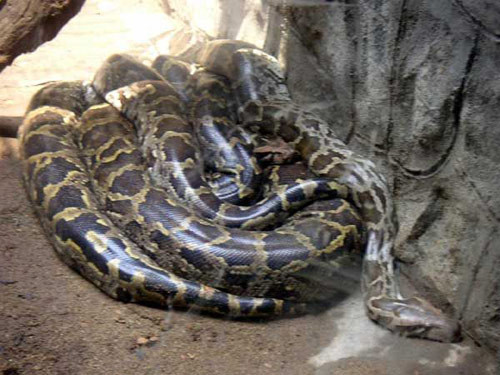 Piton fareyi 132 saatte öğüttü - Resim: 3