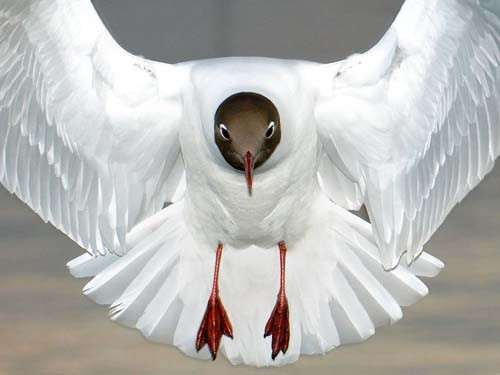 Vahşi hayattan etkileyici kareler - Resim: 2