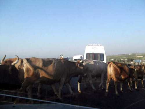 İnekler Kars'ta yol kapattı - Resim: 1