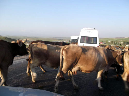 İnekler Kars'ta yol kapattı - Resim: 2