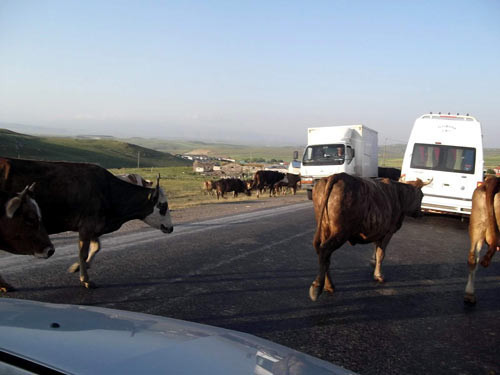 İnekler Kars'ta yol kapattı - Resim: 3