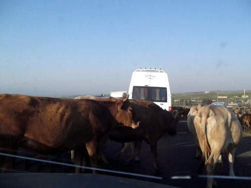 İnekler Kars'ta yol kapattı - Resim: 4