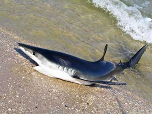Köpekbalığı kumsala çıktı! - Resim: 1