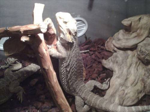 Bu hayvanlar evde beslenir mi? - Resim: 1