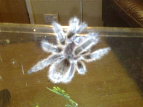 Bu hayvanlar evde beslenir mi? - Resim: 4