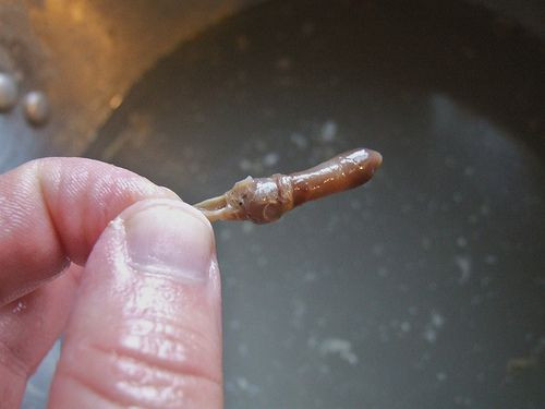 İnsanların penis kemiği ortaya çıktı dünyada bir ilk İngilizler buldu - Resim: 4