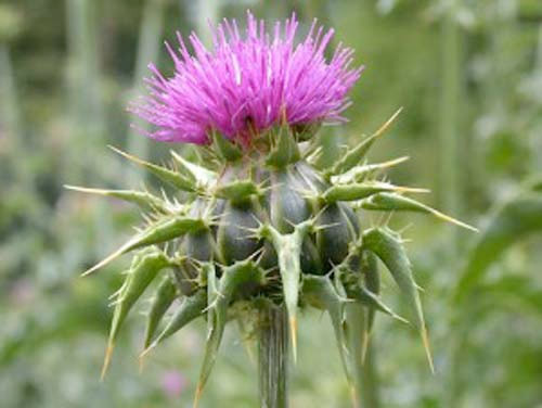 Hangi bitki neye iyi gelir? - Resim: 2